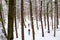 Split boarding in the forest on white powder day. Winter hike and travel.