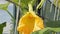 Split female flower blossom at the end of a baby butternut squash fruit blows in the wind