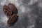 Split fermented cocoa pod with shelled cacao beans atop dark grey backdrop,  top view