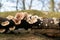 split gill fungus on a dead tree trunk