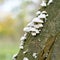 split gill fungus Schizophyllum commune on a dead tree trunk