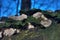 Split Gill (Schizophyllum Commune)