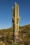 Split Growth Saguaro Four Stems