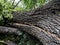 Split in half trunk of a broken tree during a strong wind in the city