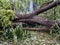 Split in half trunk of a broken tree during a strong wind in the city