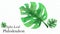 Split leaf philodendron. house plant leaf in bright white Background. Go Green.