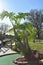 Split Leaf Philodendron Tree