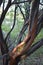 Split Manzanita Tree Branch, Red Bark Near Redding, California