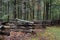 Split rail fence with moss, raised up on rocks, with forest behind