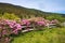 Split Rail Fence with Rhododendrons