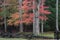 Split rail fence view with red dogwoods and forest in autumn