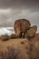 Split Rock on Mastodon Peak Loop Trail in Joshua Tree National Park