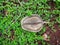 Split seedpod - Disc-shaped - Jacaranda pod on the ground with Synedrellopsis grisebachi