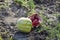 Split in two an old rotten watermelon. Rotten watermelons. Remains of the harvest of melons. Rotting vegetables on the field.