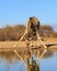 Splitting mirror - Giraffe
