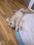 Splooting Puppies - Goldendoodle Stretching Session