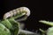 Spodoptera exigua caterpillar on a tomato leaf