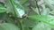 Spodoptera frugiperda-(leaf caterpillars on an orange tree)