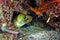 Spof-Face Moray eel poked out of the hole waiting for prey