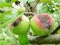 Spoiled apple fruits in the garden, Dothideales on the apple tree, crop losses