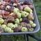 Spoiled apples loaded into a wheelbarrow