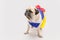 Spoiled female dog - Cute puppy pug dressed like a princess on w