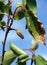 Spoiled fruit on a branch of apricot tree