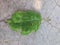 spoiled leaf tree lies on a concrete floor in the damaged scratched isolated, background stock texture