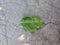 spoiled leaf tree lies on a concrete floor in the damaged scratched isolated, background stock texture