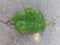 spoiled leaf tree lies on a concrete floor in the damaged scratched isolated, background stock texture