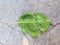 spoiled leaf tree lies on a concrete floor in the damaged scratched isolated, background stock texture