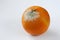 Spoiled moldy tangerine on neutral background