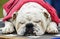 Spoiled pampered sleeping sleepy English British Bulldog pet dog