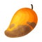 Spoiled and Rotten Mango Fruit with Skin Covered with Stinky Rot Vector Illustration