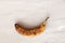 Spoiled tainted bananas on grey background. Ugly food trendy photo. Food waste, food garbage