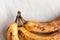 Spoiled tainted bananas on grey background. Ugly food trendy photo. Food waste, food garbage