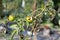 Spoiled tomatoes on a branch in the garden.