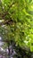 Spondias dulcis ambarella amara tree and fruits