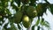 Spondias dulcis (June plum, Kedondong, dondong, golden apple, pommecythere, v?, cythere) fruit