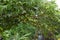 Spondias mombin plant`s leaves in nature. unripe fruits spondias mombin or spondias purpurea var