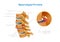 Spondylarthrosis Spinal Cord Infographics