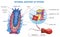 Sponge anatomy