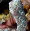 Sponge brittle star (ophiothrix suensonti)