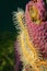 Sponge brittle star tentacle close up
