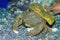 SPONGE CRAB USING SPONGE FOR CAMOUFLAGE, HAWAII