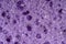 Sponge detail texture, sponge texture closeup background. Cellulose purple sponge texture