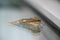 sponge moth with grey patterned wings hangs on a house wall