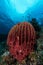 sponge on the slope of a coral reef with visible water surface and fish