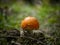 Sponge toadstool growing in forest