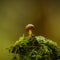 Sponge toadstool growing in forest